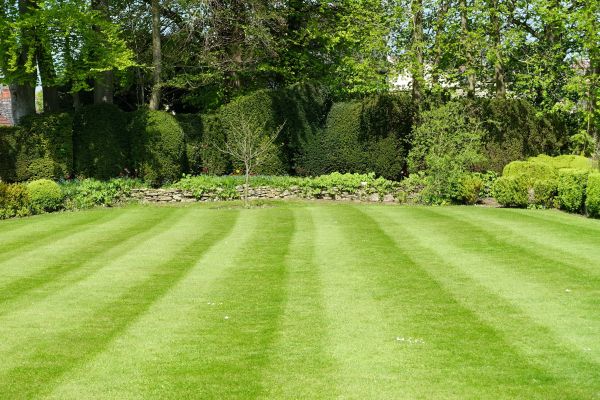 Grass Care Service in Gainesville