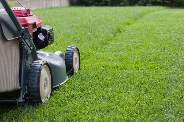 Summer Lawn Care in Gainesville