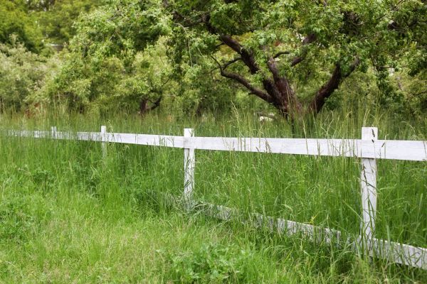Cost of Fence Line Trimming in Gainesville