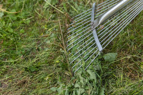 Thatch Raking in Gainesville
