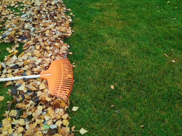 Fall Lawn Care in Gainesville