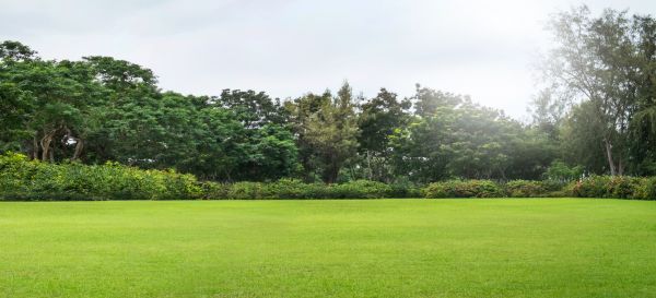 Golf Course Mowing in Gainesville